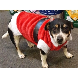 Doggie Santa Suit