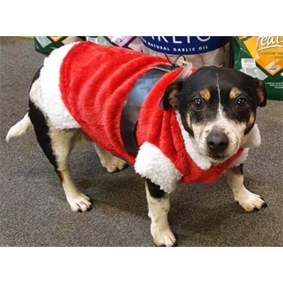 Doggie Santa Suit